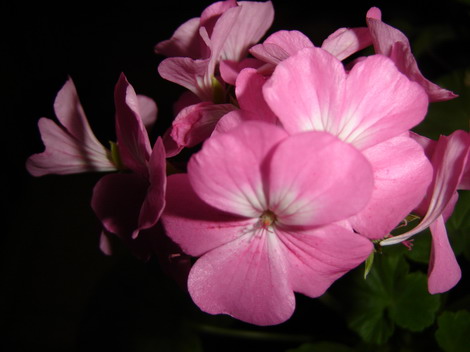 Pelargonium - storkâ€™s bill - Flower Photos On My Blog