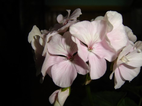 Pelargonium - storkâ€™s bill - Flower Photos On My Blog