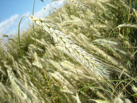 The Fields Photographs On My Blog