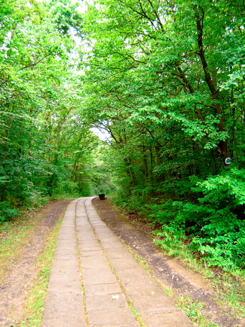 The Woods Photo Shooting #001