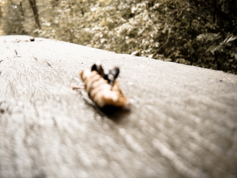 The Woods Photo Shooting #006
