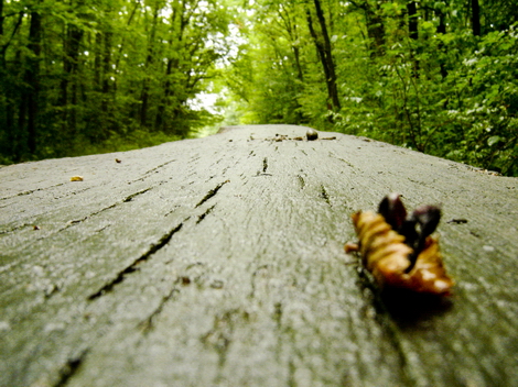 The Woods Photo Shooting #008