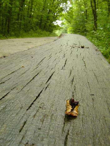 The Woods Photo Shooting #009
