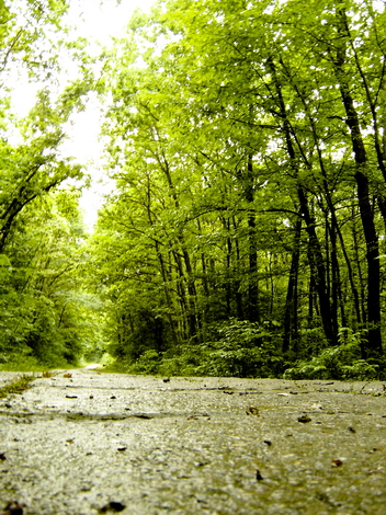 The Woods Photo Shooting #012