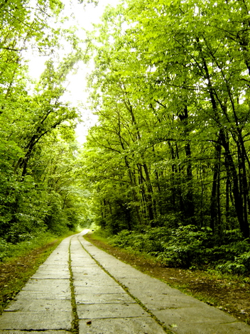 The Woods Photo Shooting #013