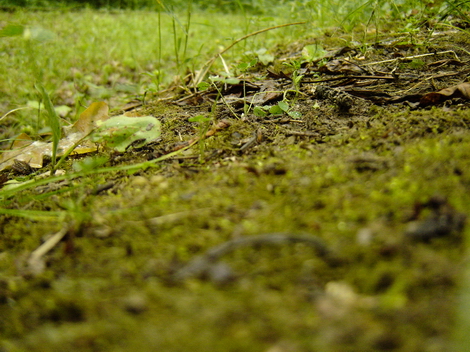 The Woods Photo Shooting #014