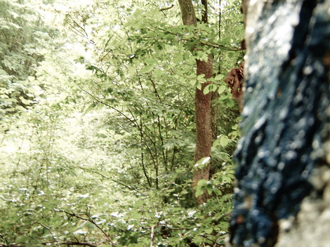 The Woods Photo Shooting #015