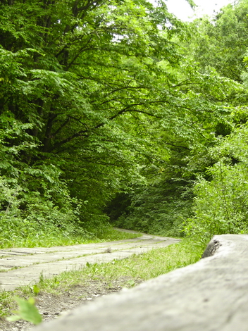 The Woods Photo Shooting #016
