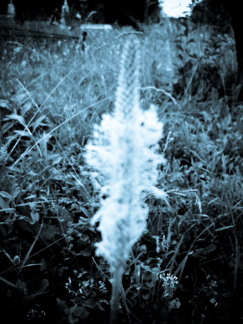 Flowers in the Woods #001