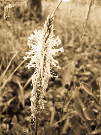 Flowers in the Woods #002