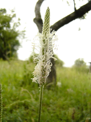Flowers in the Woods #003