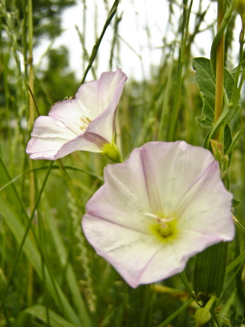 Flowers in the Woods #004