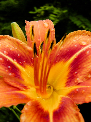 Flowers in the Woods #005