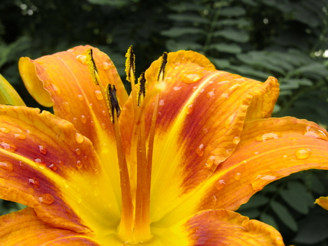 Flowers in the Woods #006