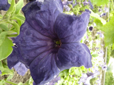 Flowers in the Woods #007