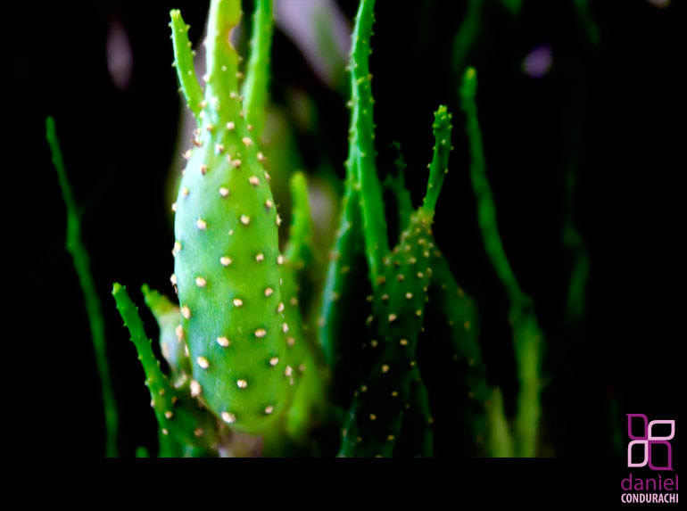 Photos of My Mother's Flowers from Botosani Cactus