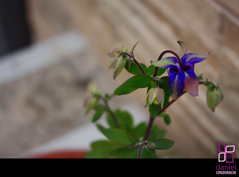 Photos of My Mother's Flowers from Botosani
