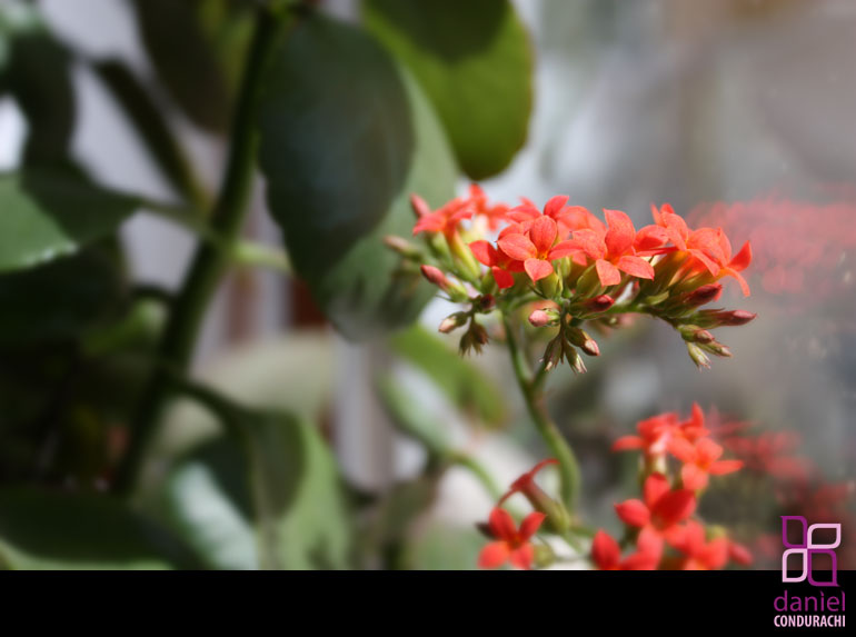 Photos of My Mother's Flowers from Botosani