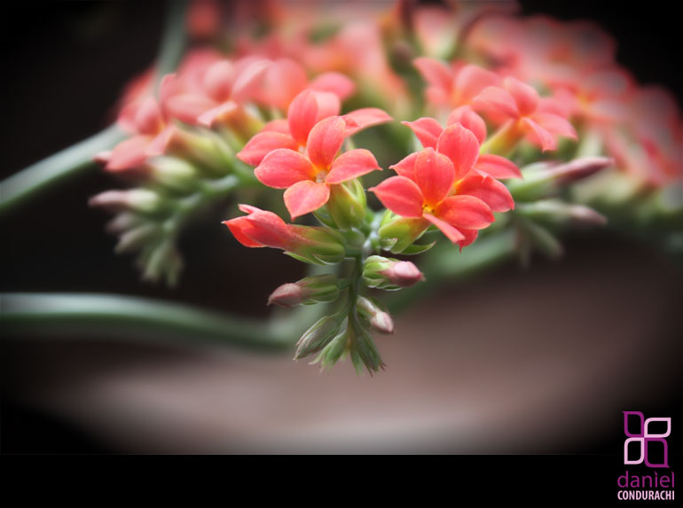 Photos of My Mother's Flowers from Botosani
