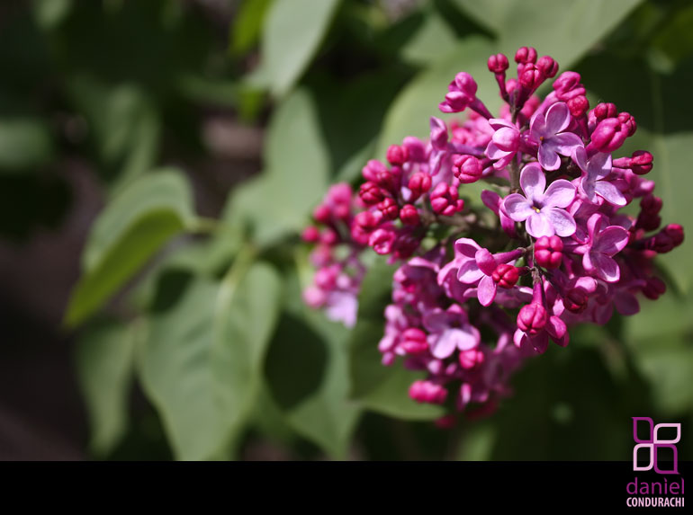 Photos of My Mother's Flowers from Botosani