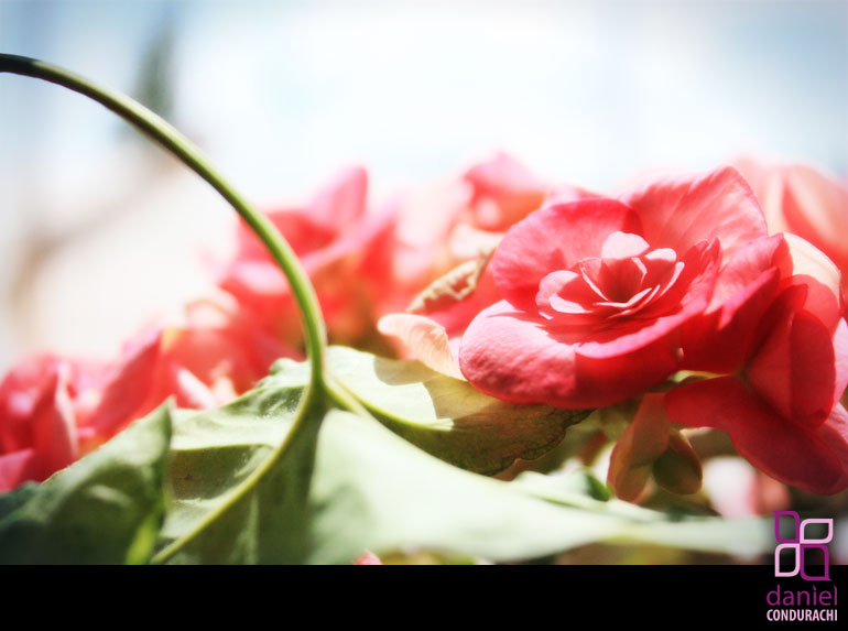 Photos of My Mother's Flowers from Botosani